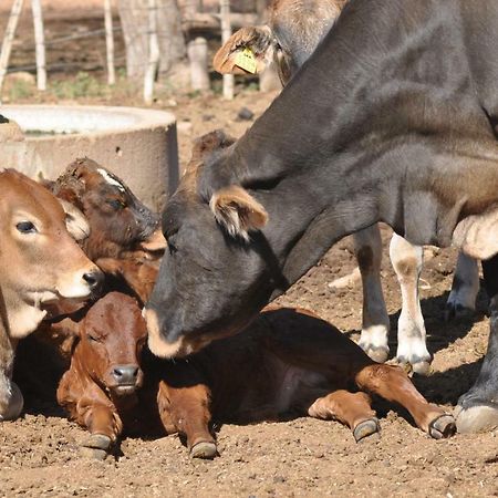 Haasenhof Gastefarm Villa Okahandja Ngoại thất bức ảnh