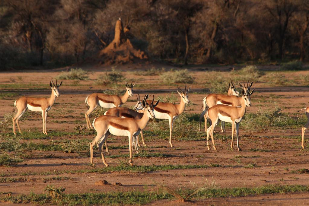 Haasenhof Gastefarm Villa Okahandja Ngoại thất bức ảnh